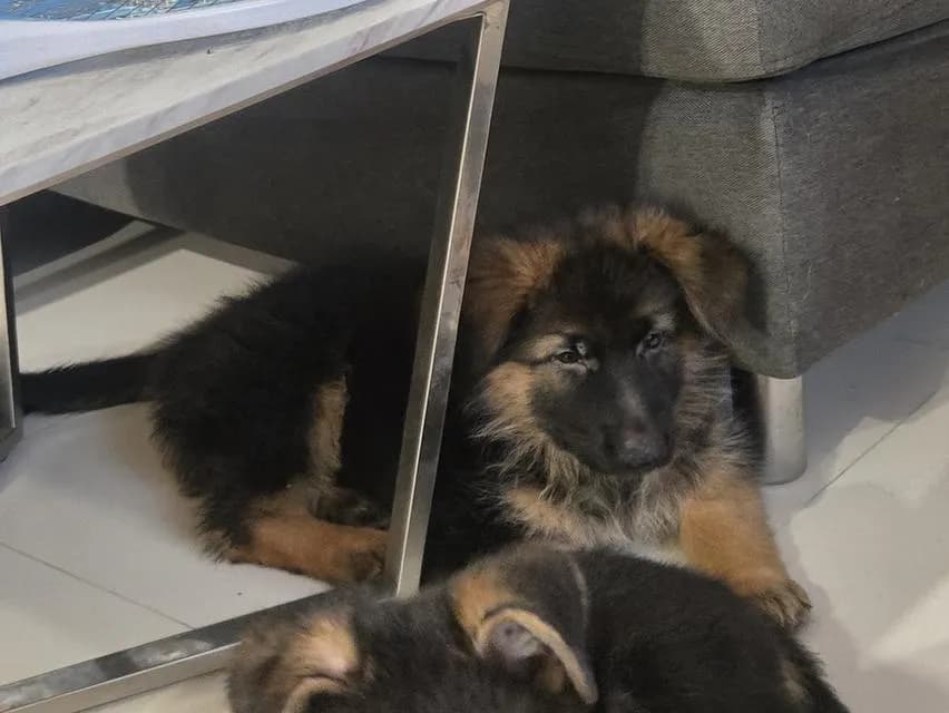 Urgent Sale German Shepherd Puppies and Parents