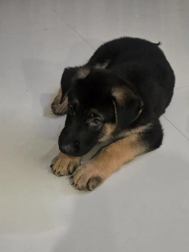 Urgent Sale German Shepherd Puppies and Parents