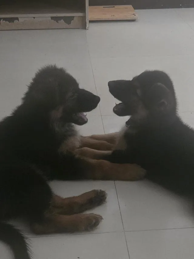 Urgent Sale German Shepherd Puppies and Parents