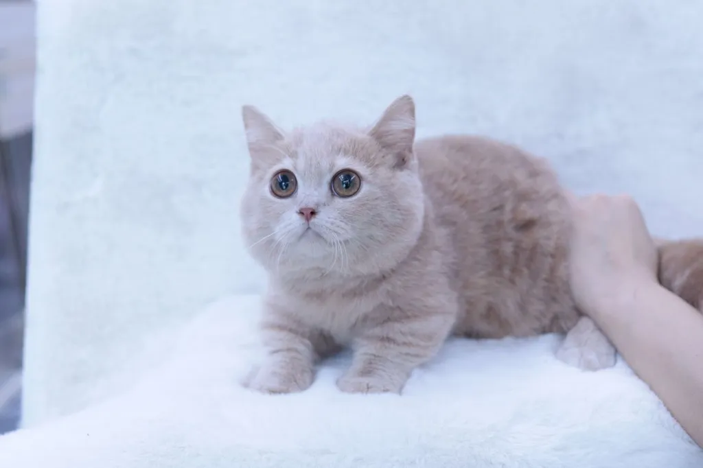 ลูกแมว