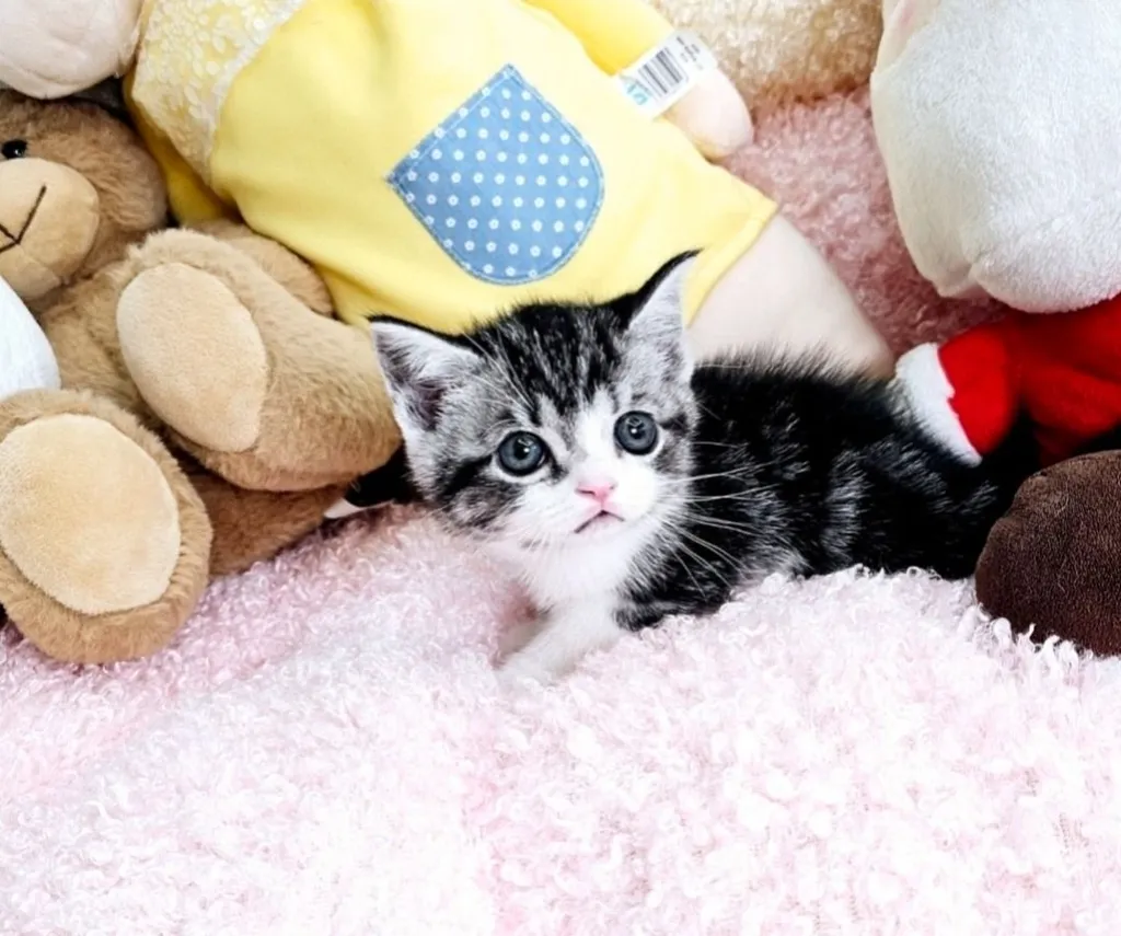 ลูกแมว