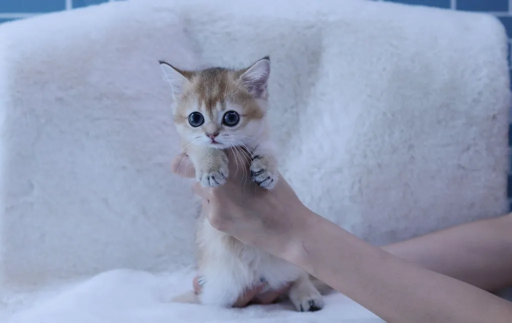 ลูกแมว
