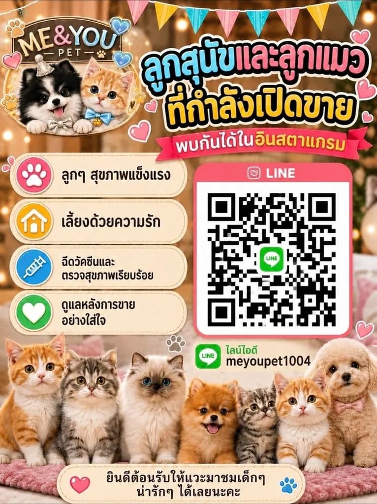 ลูกแมว