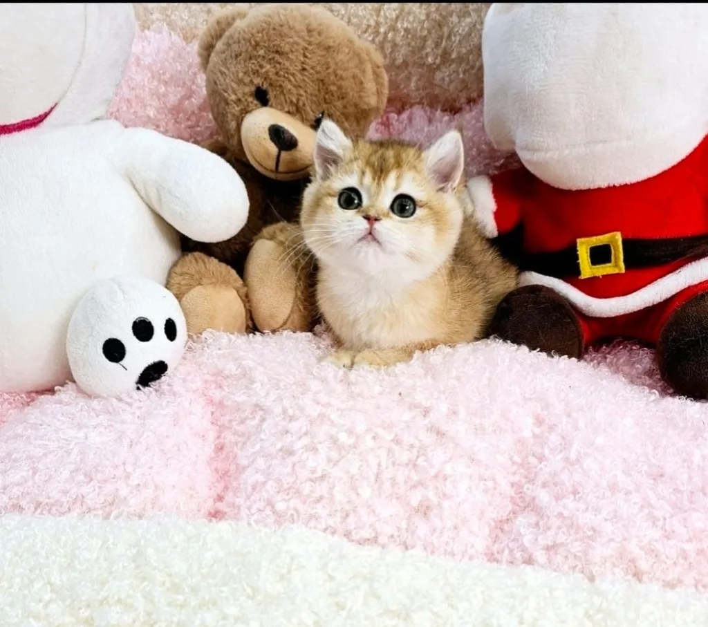 ลูกแมว