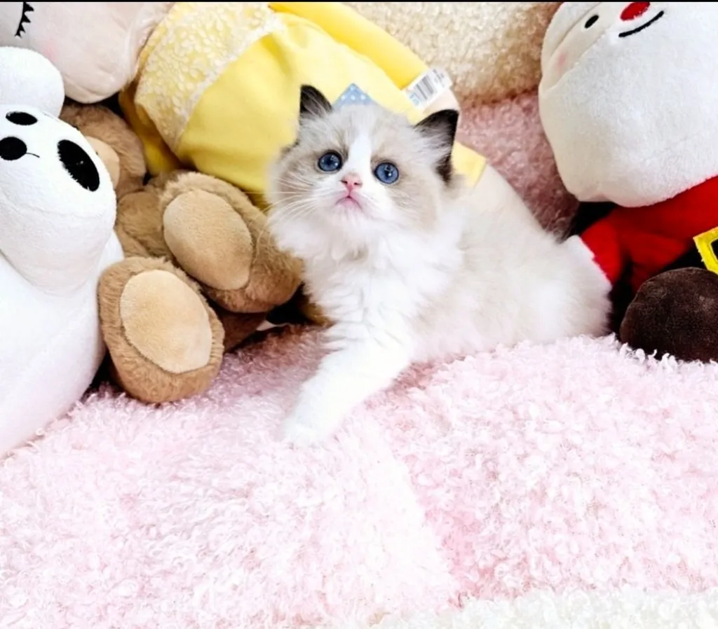 ลูกแมว