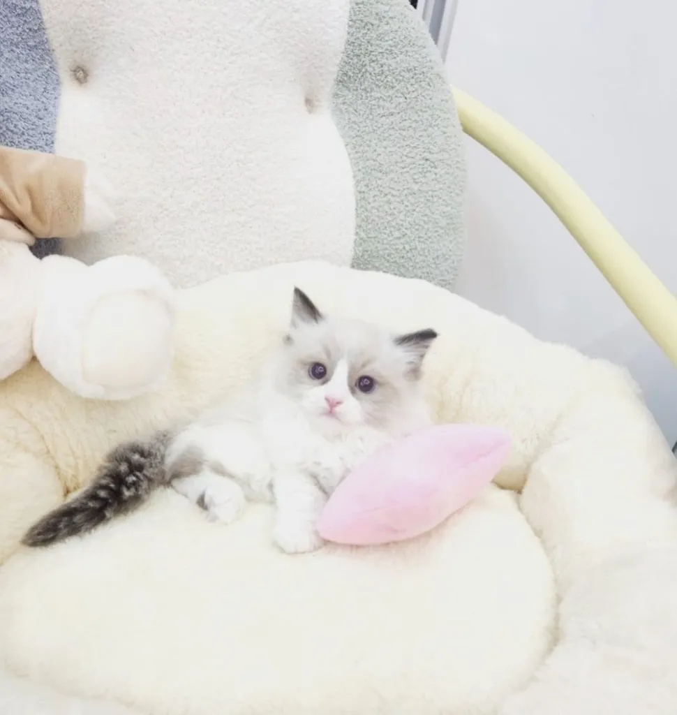 ลูกแมว