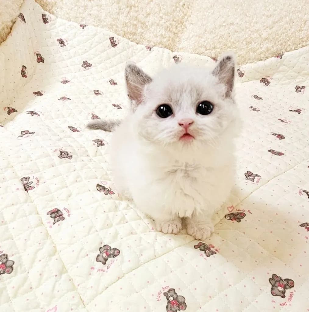 ลูกแมว
