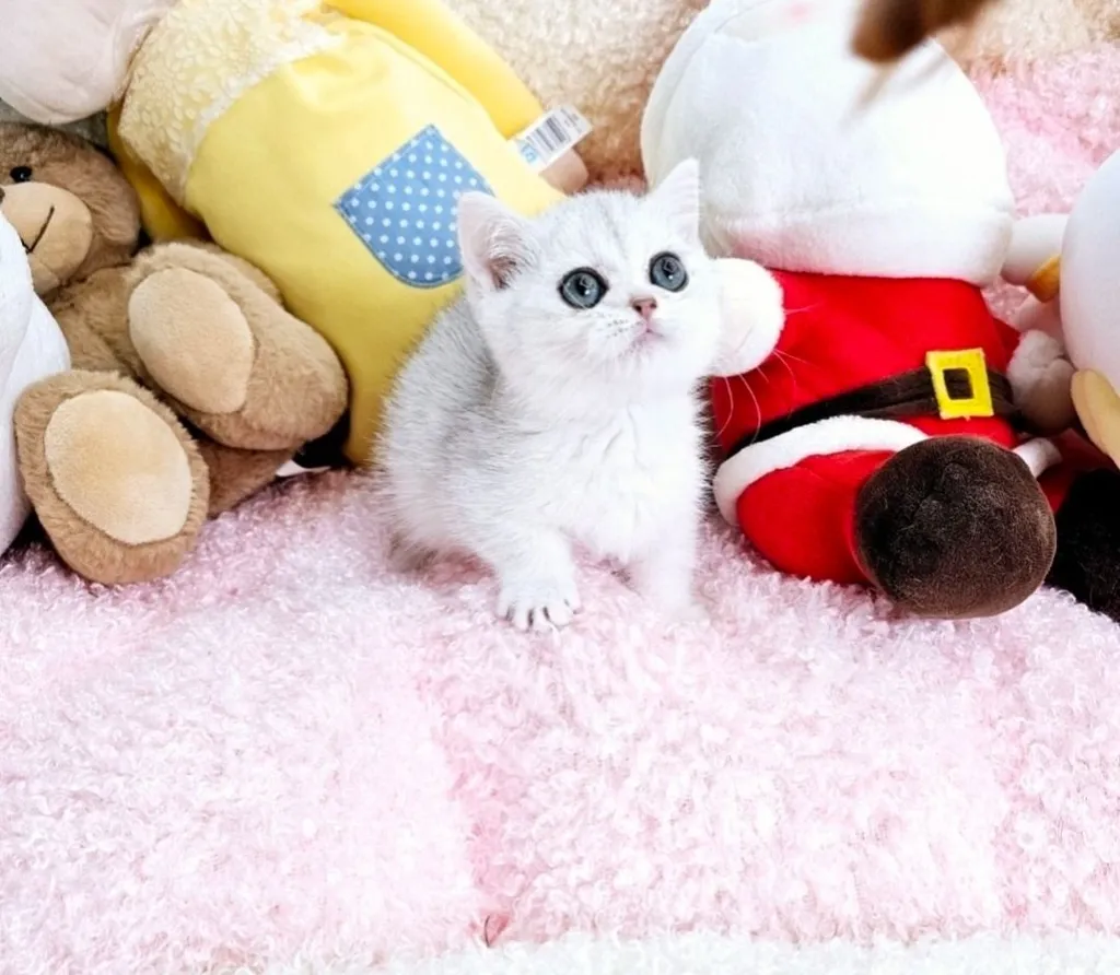 ลูกแมว