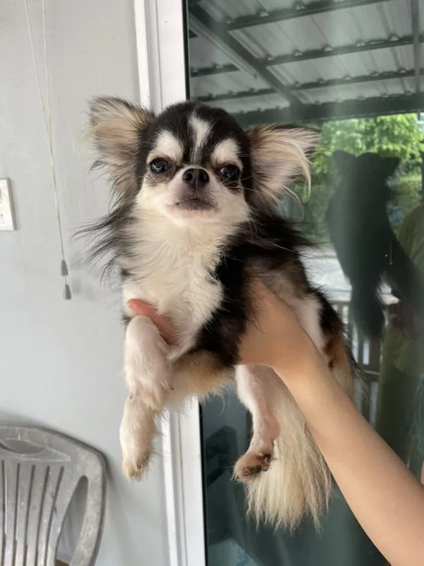 สุนัขชิวาว่า