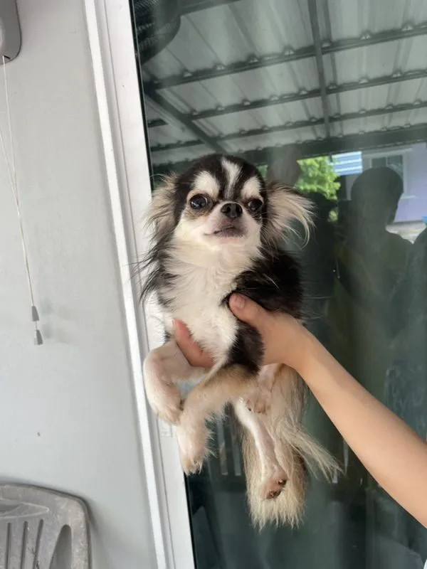 สุนัขชิวาว่า