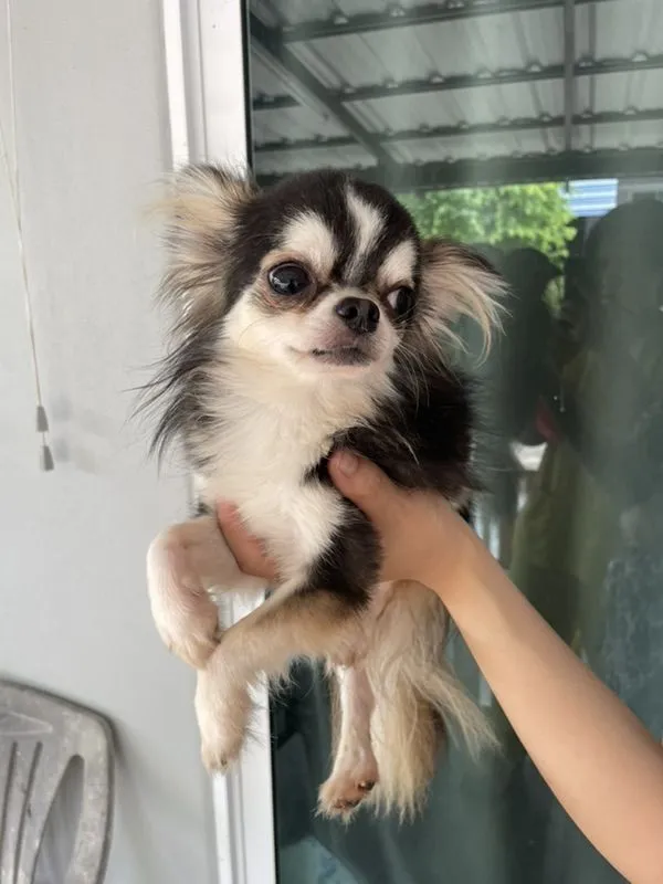 สุนัขชิวาว่า