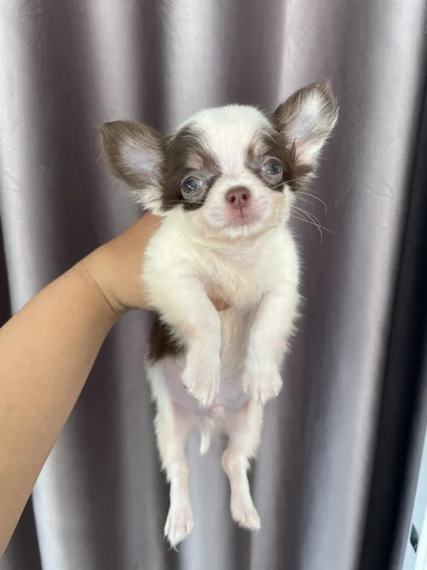 สุนัขชิวาว่า