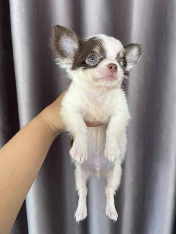 สุนัขชิวาว่า
