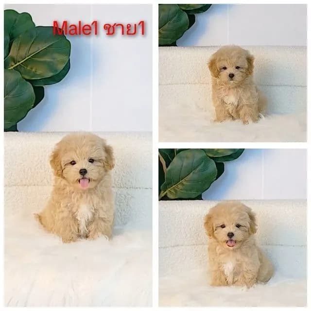 maltipoo มอลติพู เพศผู้ สีน้ำตาลขาว พร้อมวัคซีน5โรคเข็มแรก ถ่ายพยาธิ ใบรับรองจากสัตว์แพทย์ รับประกันสุขภาพ ส่งได้ทั่วไทย ราคานี้รวมส่งแล้ว