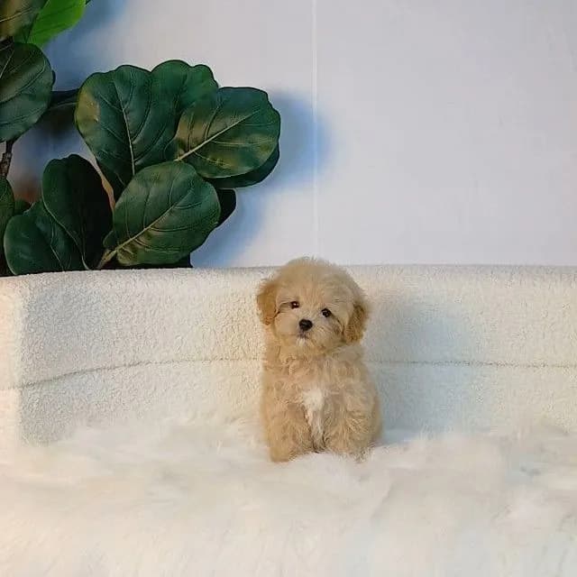 maltipoo มอลติพู เพศผู้ สีน้ำตาลขาว พร้อมวัคซีน5โรคเข็มแรก ถ่ายพยาธิ ใบรับรองจากสัตว์แพทย์ รับประกันสุขภาพ ส่งได้ทั่วไทย ราคานี้รวมส่งแล้ว