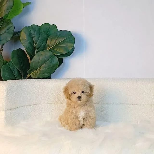 maltipoo มอลติพู เพศผู้ สีน้ำตาลขาว พร้อมวัคซีน5โรคเข็มแรก ถ่ายพยาธิ ใบรับรองจากสัตว์แพทย์ รับประกันสุขภาพ ส่งได้ทั่วไทย ราคานี้รวมส่งแล้ว