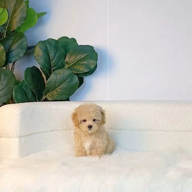 maltipoo มอลติพู เพศผู้ สีน้ำตาลขาว พร้อมวัคซีน5โรคเข็มแรก ถ่ายพยาธิ ใบรับรองจากสัตว์แพทย์ รับประกันสุขภาพ ส่งได้ทั่วไทย ราคานี้รวมส่งแล้ว