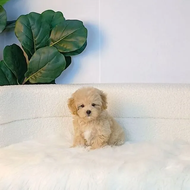 maltipoo มอลติพู เพศผู้ สีน้ำตาลขาว พร้อมวัคซีน5โรคเข็มแรก ถ่ายพยาธิ ใบรับรองจากสัตว์แพทย์ รับประกันสุขภาพ ส่งได้ทั่วไทย ราคานี้รวมส่งแล้ว