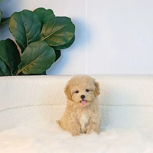 maltipoo มอลติพู เพศผู้ สีน้ำตาลขาว พร้อมวัคซีน5โรคเข็มแรก ถ่ายพยาธิ ใบรับรองจากสัตว์แพทย์ รับประกันสุขภาพ ส่งได้ทั่วไทย ราคานี้รวมส่งแล้ว