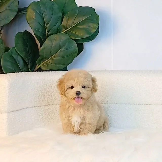 maltipoo มอลติพู เพศผู้ สีน้ำตาลขาว พร้อมวัคซีน5โรคเข็มแรก ถ่ายพยาธิ ใบรับรองจากสัตว์แพทย์ รับประกันสุขภาพ ส่งได้ทั่วไทย ราคานี้รวมส่งแล้ว