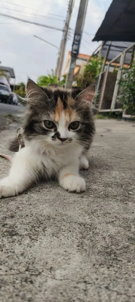 ขายค่ะ