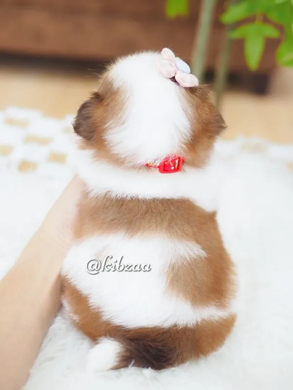 ชิสุ