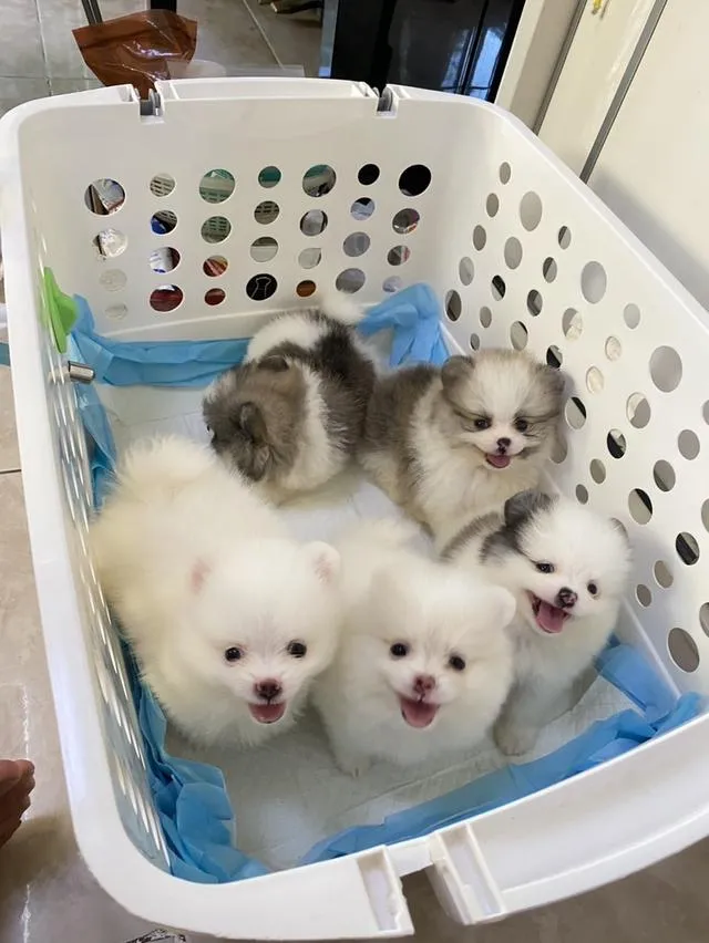ปอมแท้ พร้อมย้ายบ้าน