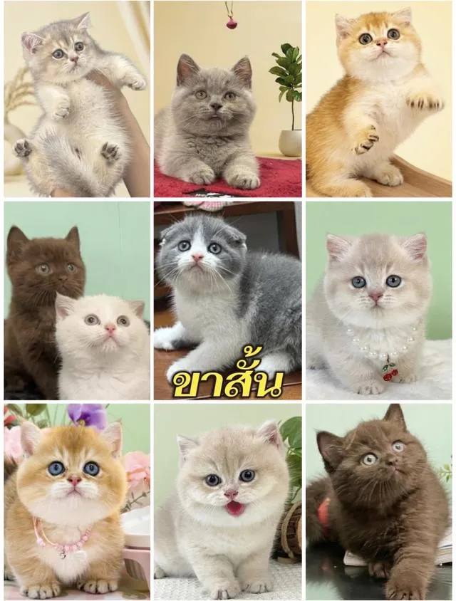 แมวมัช์กิ้นขาสั้น ลดประชด 25,000ทุกคน มารับเองดลดได้พิเศษ