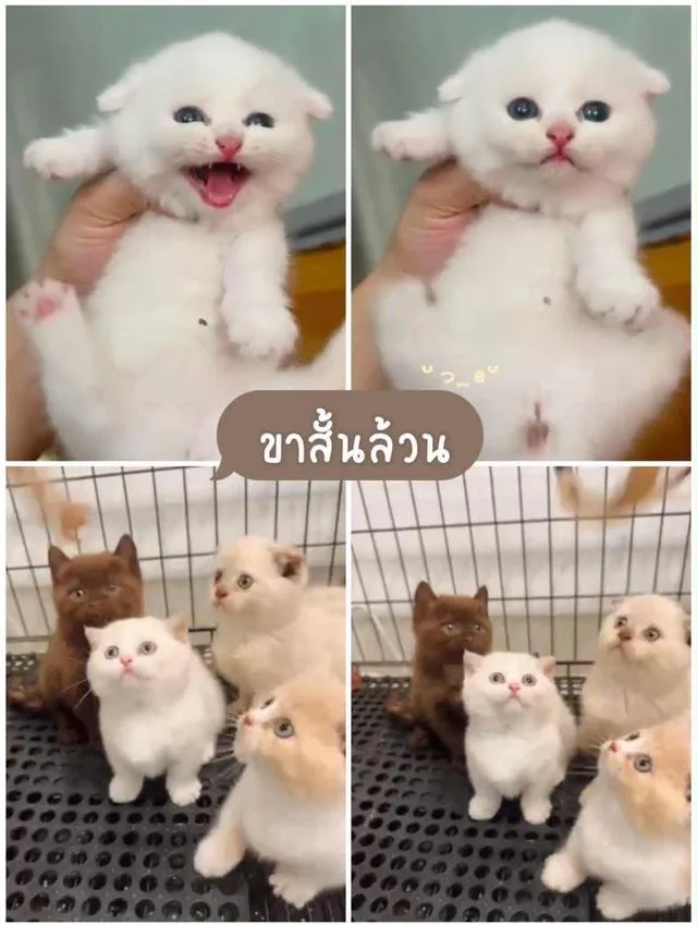 แมวมัช์กิ้นขาสั้น ลดประชด 25,000ทุกคน มารับเองดลดได้พิเศษ