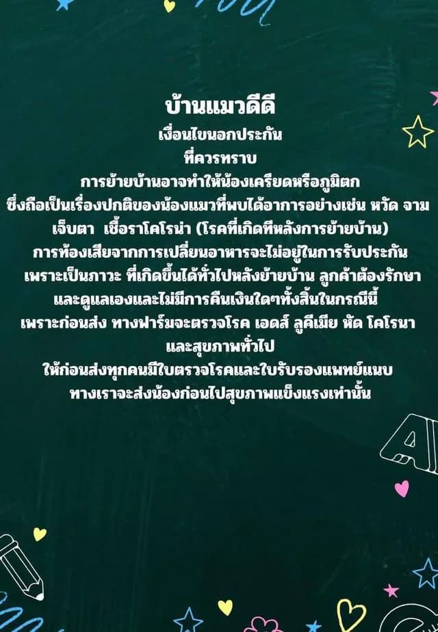 แมวบริติชเด็กผู้ชายบลูไวท์กรุงเทพวัคซีนครบ5เข็ม