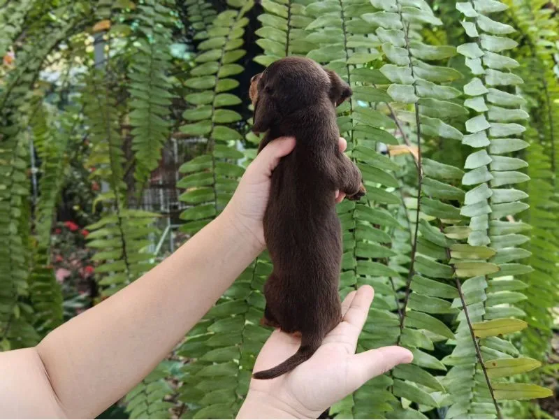 ดัชชุนมินิแท้