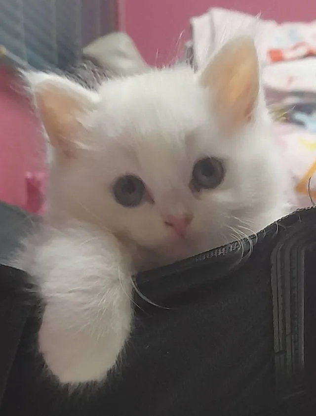 แมวเปอร์เซีย