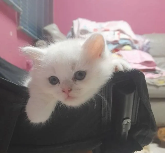 แมวเปอร์เซีย