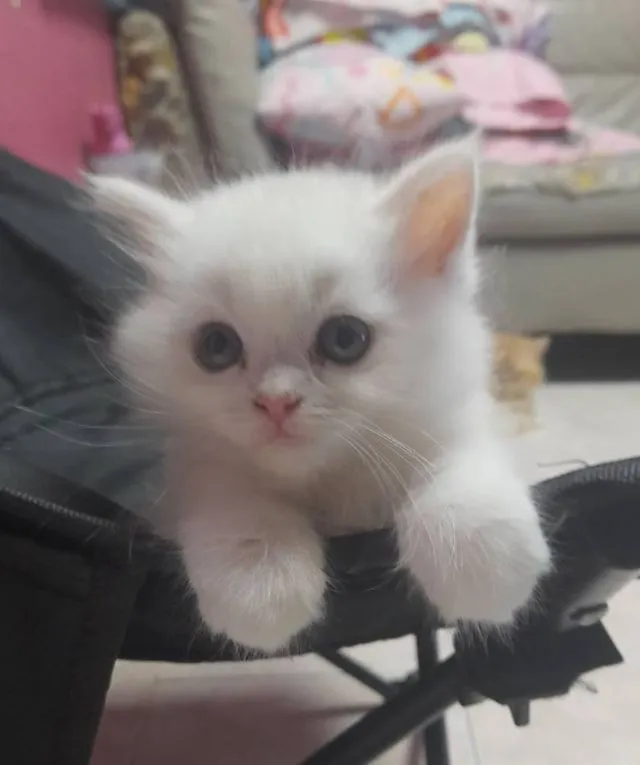 แมวเปอร์เซีย