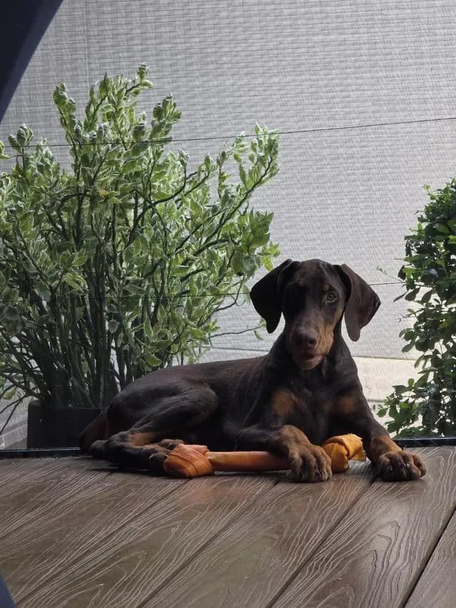 ลูกหมา Doberman Pure Bred Champion Line เพศเมีย สีแดง มี 3 ตัว มี Pedigree/Certificate ตัดหางแล้ว