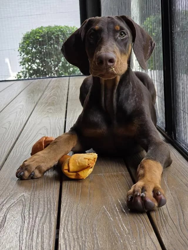 ลูกหมา Doberman Pure Bred Champion Line เพศเมีย สีแดง มี 3 ตัว มี Pedigree/Certificate ตัดหางแล้ว
