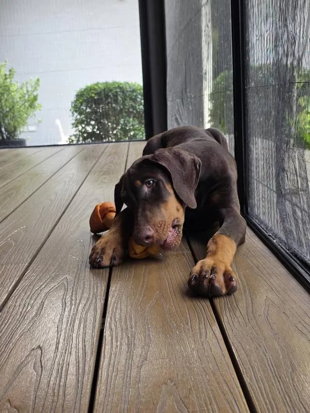 ลูกหมา Doberman Pure Bred Champion Line เพศเมีย สีแดง มี 3 ตัว มี Pedigree/Certificate ตัดหางแล้ว