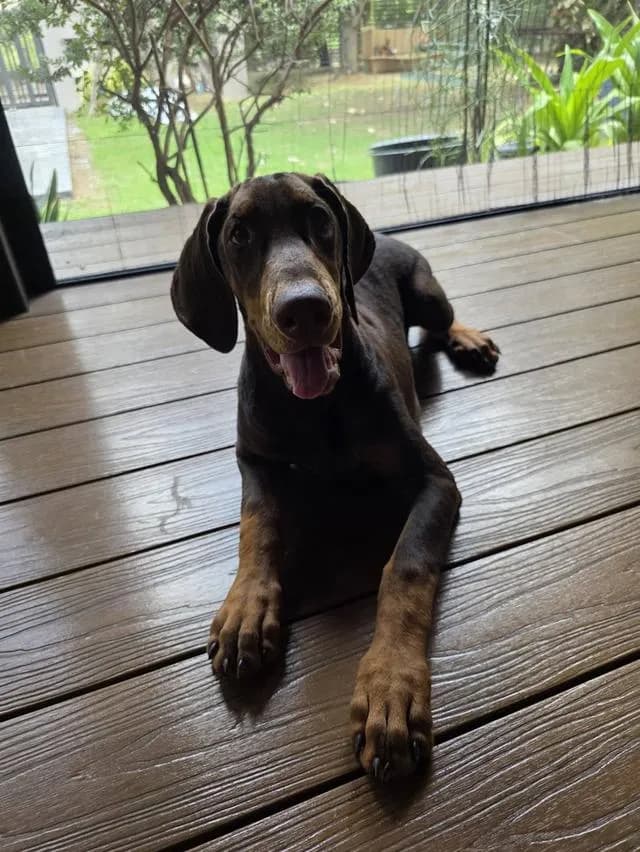 ลูกหมา Doberman Pure Bred Champion Line เพศเมีย สีแดง มี 3 ตัว มี Pedigree/Certificate ตัดหางแล้ว