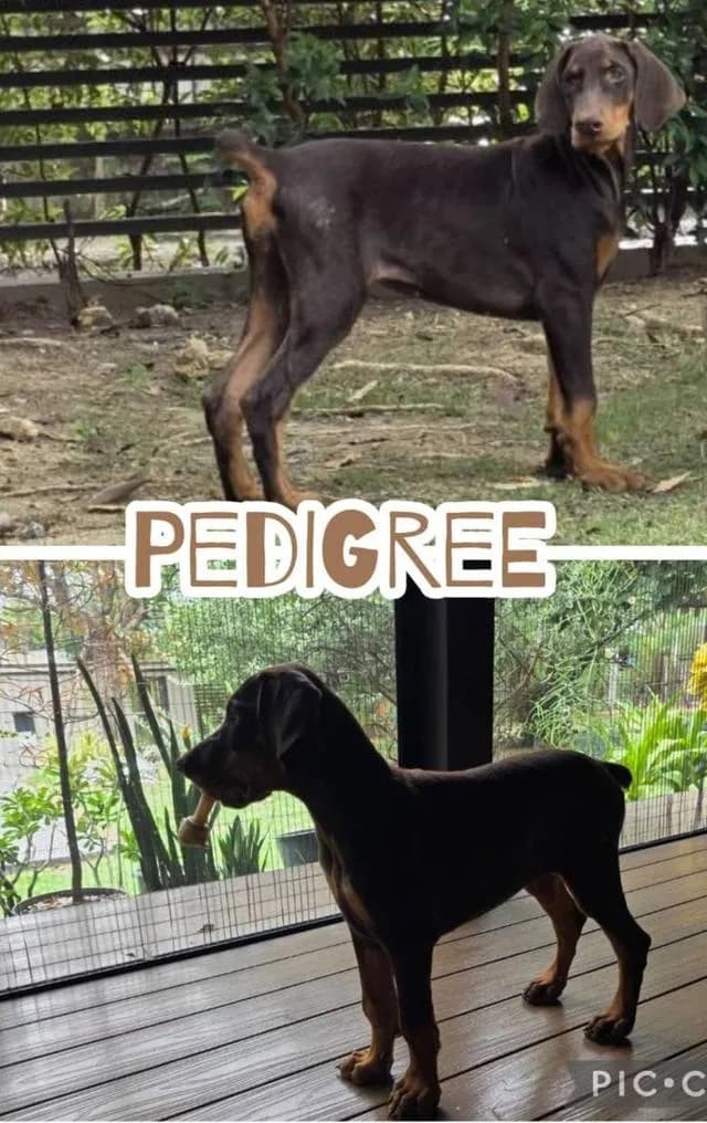 ลูกหมา Doberman Pure Bred Champion Line เพศเมีย สีแดง มี 3 ตัว มี Pedigree/Certificate ตัดหางแล้ว