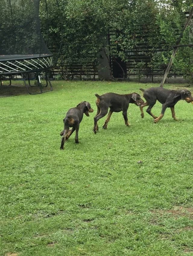 ลูกหมา Doberman Pure Bred Champion Line เพศเมีย สีแดง มี 3 ตัว มี Pedigree/Certificate ตัดหางแล้ว