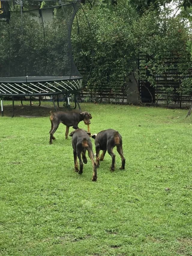 ลูกหมา Doberman Pure Bred Champion Line เพศเมีย สีแดง มี 3 ตัว มี Pedigree/Certificate ตัดหางแล้ว