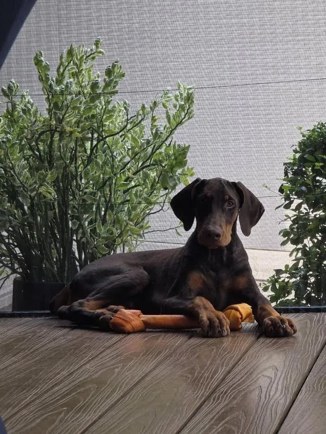 ลูกหมา Doberman Pure Bred Champion Line เพศเมีย สีแดง มี 3 ตัว มี Pedigree/Certificate ตัดหางแล้ว