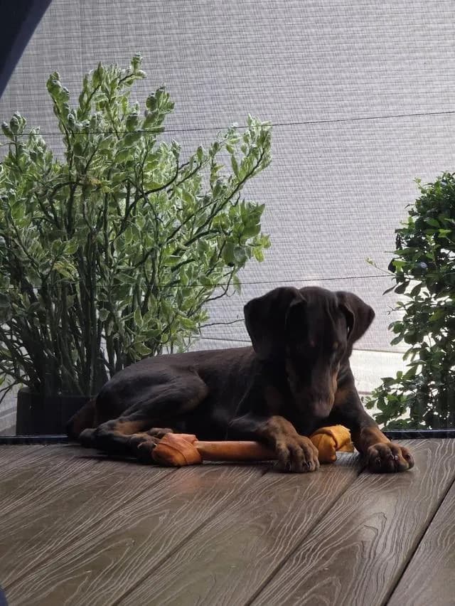 ลูกหมา Doberman Pure Bred Champion Line เพศเมีย สีแดง มี 3 ตัว มี Pedigree/Certificate ตัดหางแล้ว