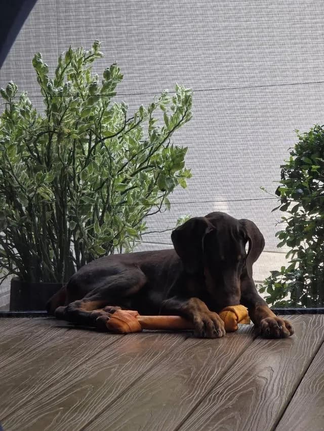 ลูกหมา Doberman Pure Bred Champion Line เพศเมีย สีแดง มี 3 ตัว มี Pedigree/Certificate ตัดหางแล้ว