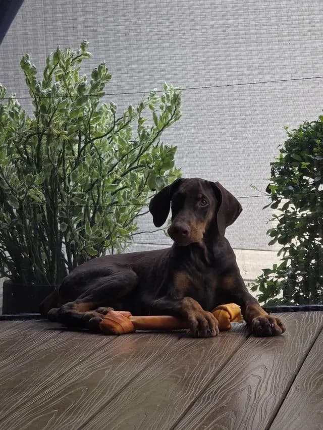 ลูกหมา Doberman Pure Bred Champion Line เพศเมีย สีแดง มี 3 ตัว มี Pedigree/Certificate ตัดหางแล้ว