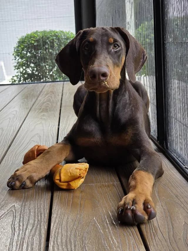 ลูกหมา Doberman Pure Bred Champion Line เพศเมีย สีแดง มี 3 ตัว มี Pedigree/Certificate ตัดหางแล้ว