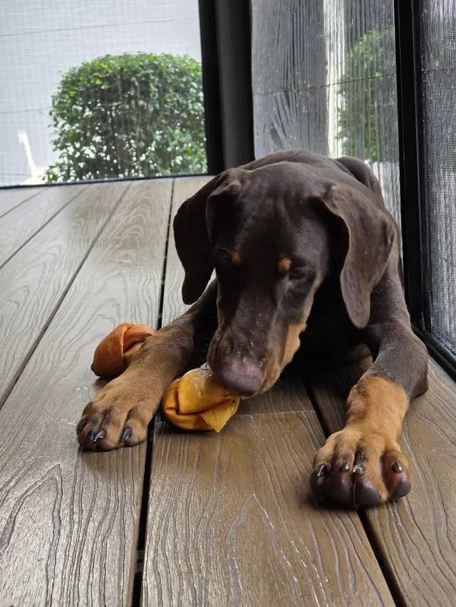 ลูกหมา Doberman Pure Bred Champion Line เพศเมีย สีแดง มี 3 ตัว มี Pedigree/Certificate ตัดหางแล้ว