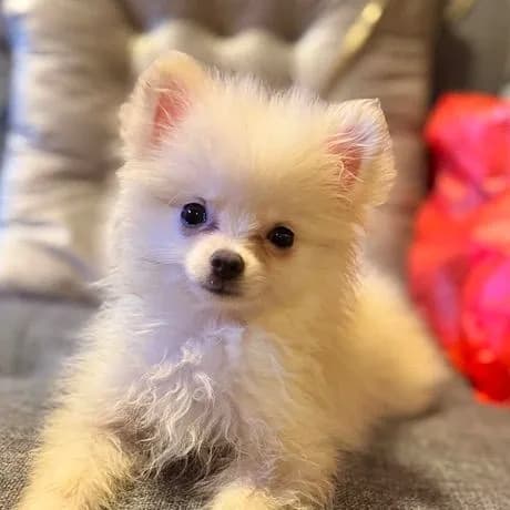 น้องปอมเมอเรเนี่ยนแท้ ไซส์ทีคัพ ฉีดวัคซีนรวมแล้ว 1 เข็ม