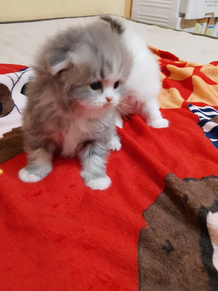 น้องแมวสก็อตติช