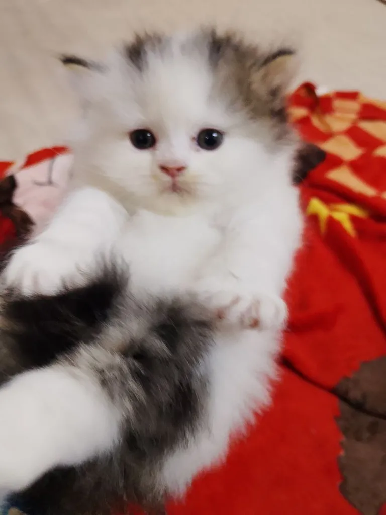 น้องแมวสก็อตติช